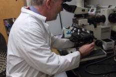 Dr. Brian Hudelson at the Plant Disease Diagnostics Clinic tests and identifies plant diseases for local farmers and gardeners