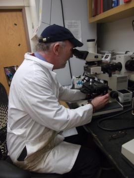 Dr. Brian Hudelson at the Plant Disease Diagnostics Clinic tests and identifies plant diseases for local farmers and gardeners