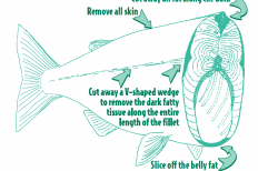 The Wisconsin DNR advises people to remove all skin and fat in fish, and cook properly to reduce intake of chemicals (Image courtesy of Wisconsin DNR).