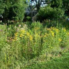 Regent Neighborhood Perennial Pollinator Garden