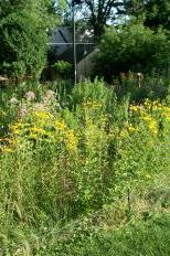 Regent Neighborhood Perennial Pollinator Garden