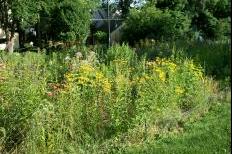 Regent Neighborhood Perennial Pollinator Garden