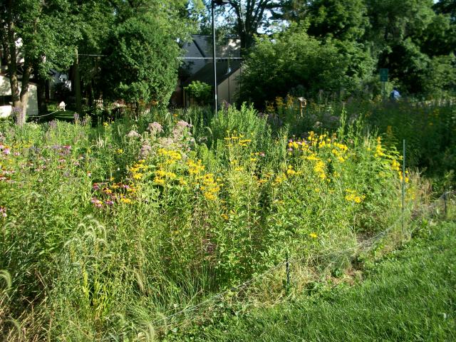 The perennial pollinator garden the garden holds close to 45 different species and attracts numerous pollinators. (Jen Gragg/Madison Commons)