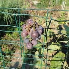 Grapes at Troy