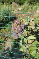 Grapes at Troy