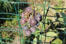 Grapes at Troy