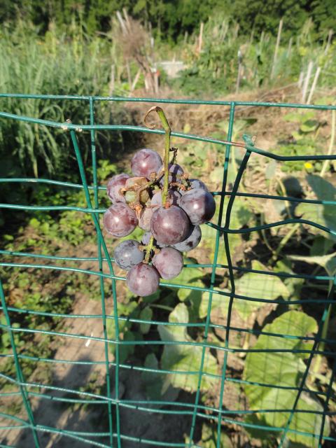 Grapes at Troy