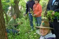 Volunteers remove garlic mustard