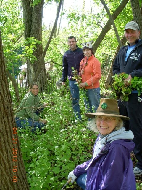 Volunteers remove garlic mustard