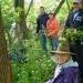 Volunteers remove garlic mustard