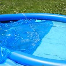 Bees in the pool,  photo credit: Loni Broesch