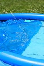 Bees in the pool,  photo credit: Loni Broesch