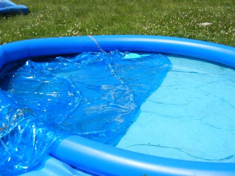 Bees in the pool,  photo credit: Loni Broesch