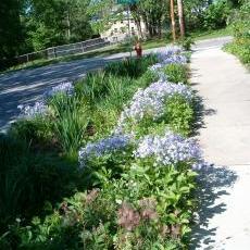 Rain gardens1