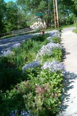 Rain gardens1