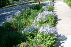 Rain gardens1