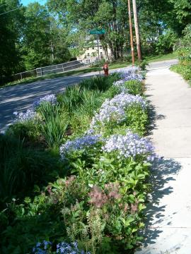 Rain gardens1