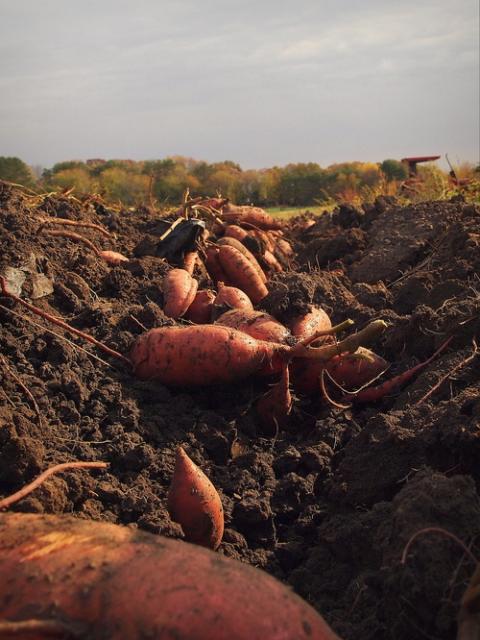 Sweet potatoes 