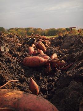 Sweet potatoes 