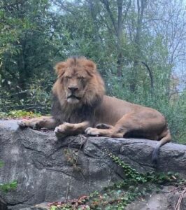 A lion at the Vilas Zoo, a neighbor to the badgers.