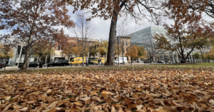 leaves on the ground in Madison.