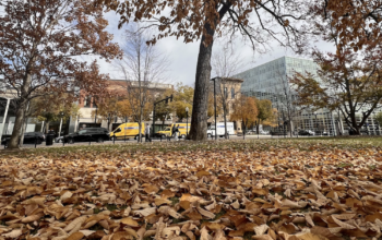 leaves on the ground in Madison.