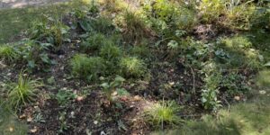 James Gill and Susan Latton built a rain garden in their front yard themselves with expert help from Phil Gaebler and Plant Dane. 