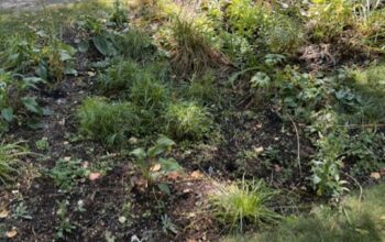 James Gill and Susan Latton built a rain garden in their front yard themselves with expert help from Phil Gaebler and Plant Dane.