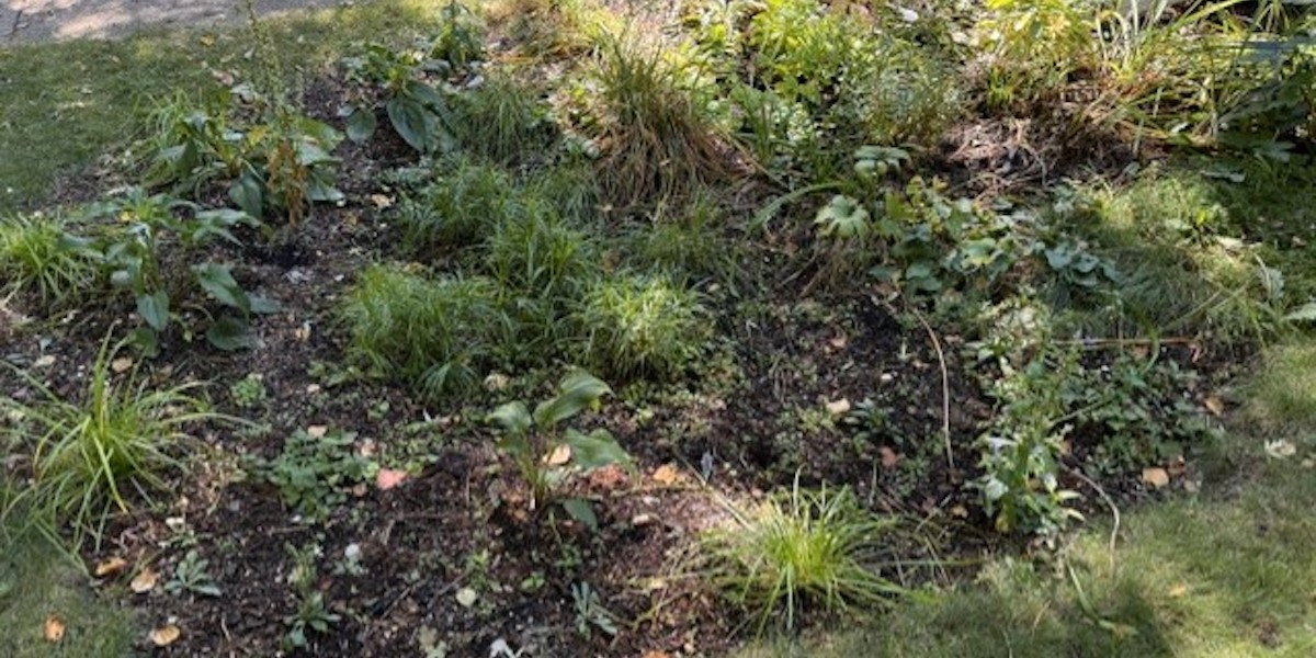 Rain Gardens Mitigate Flooding in Madison Neighborhoods