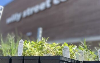 Photo of spring plants for sale outside the Willy Street North branch of the Willy Street General Co-op.