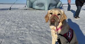 Suki on the frozen Lake Mendota. Photo by Dauntae Green. 