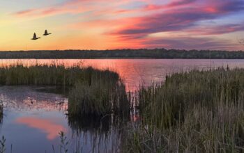 Lake with birds flying at sunset