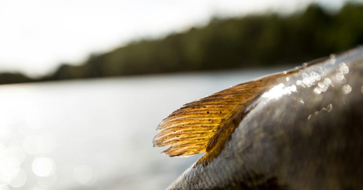 Evaluating stock options: A RAD framework for the future of Wisconsin’s lakes